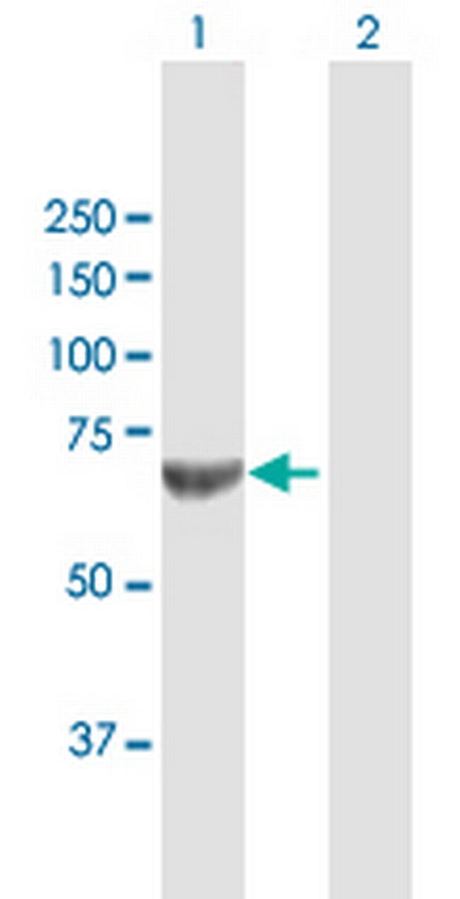TRAF5 Antibody in Western Blot (WB)