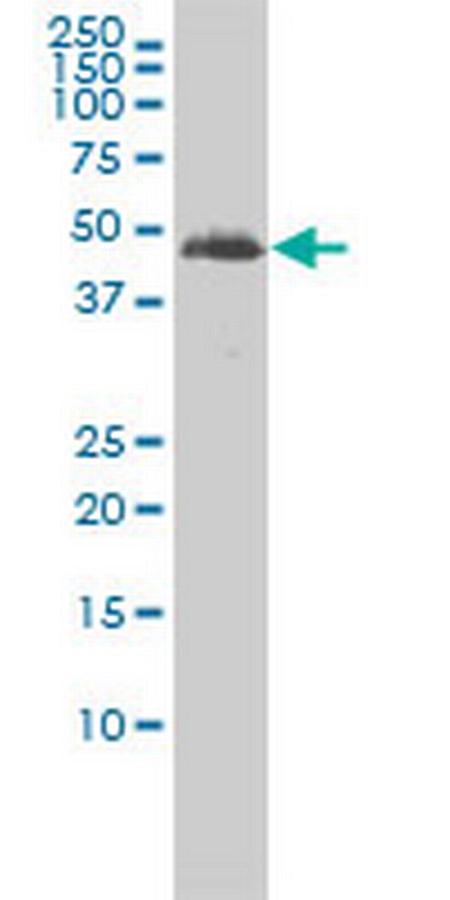 TUBA2 Antibody in Western Blot (WB)