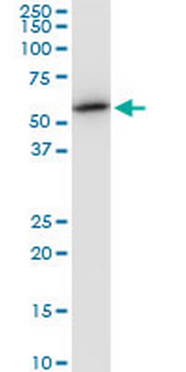 TUBB2A Antibody in Western Blot (WB)