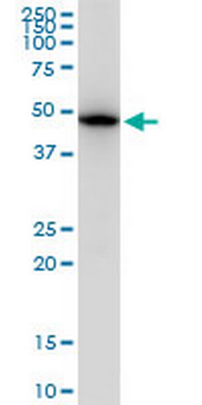 TUBB2A Antibody in Western Blot (WB)