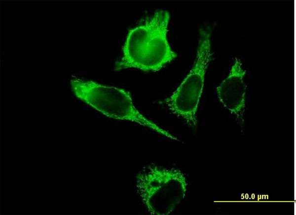 TUFM Antibody in Immunocytochemistry (ICC/IF)