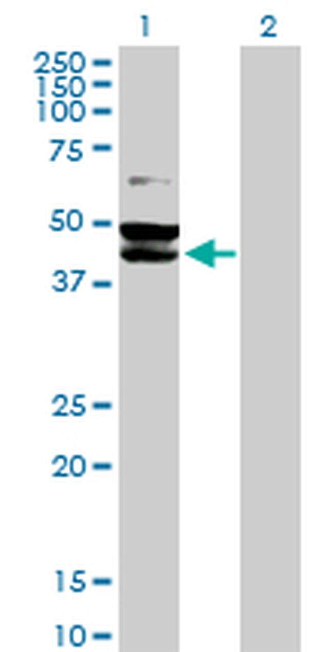 TUFM Antibody in Western Blot (WB)