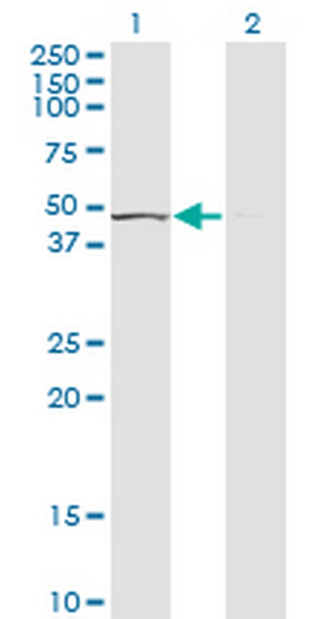 TUFM Antibody in Western Blot (WB)