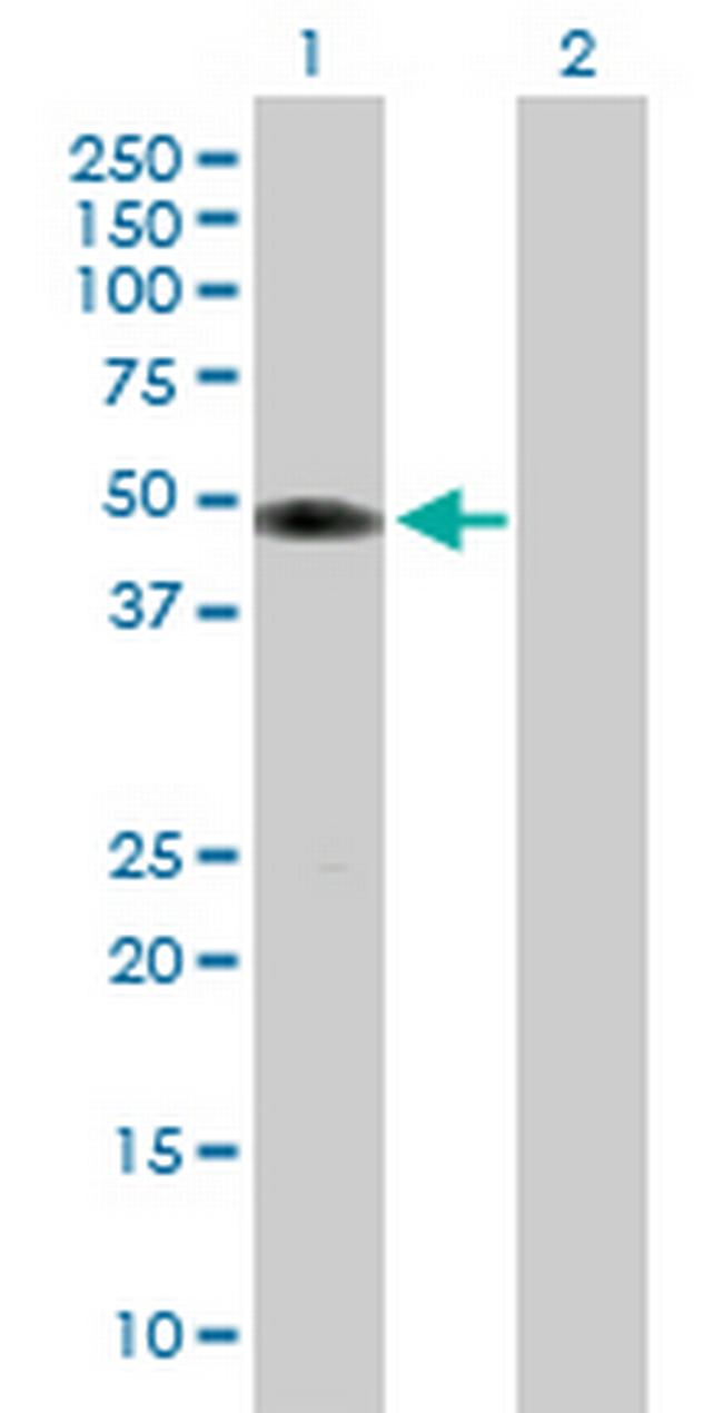 TUFT1 Antibody in Western Blot (WB)