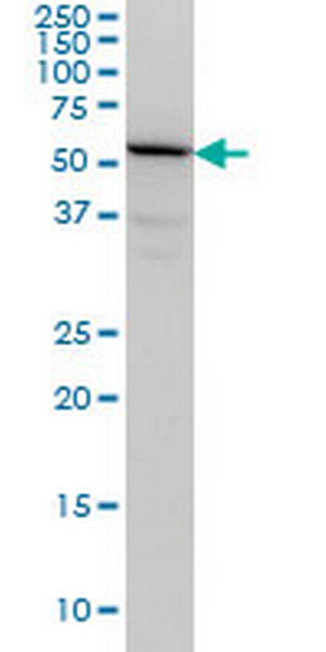 TULP2 Antibody in Western Blot (WB)