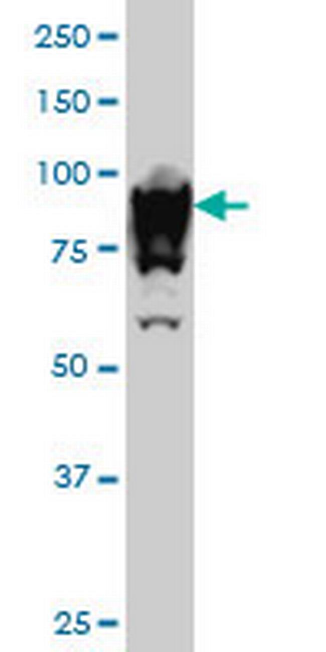 UBTF Antibody in Western Blot (WB)