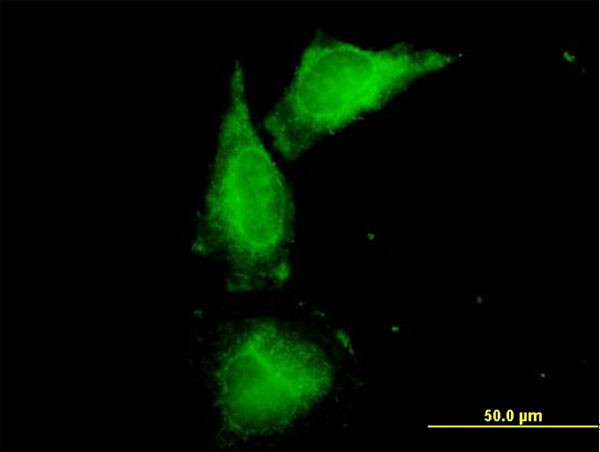UMOD Antibody in Immunocytochemistry (ICC/IF)