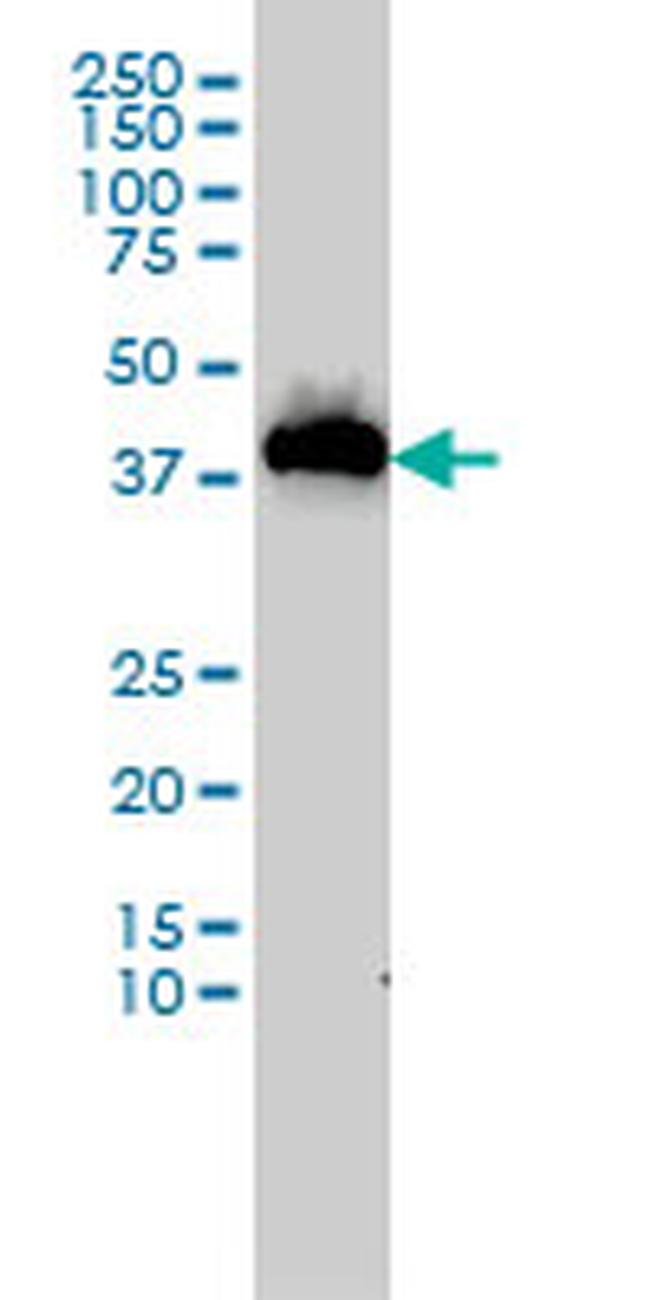USF1 Antibody in Western Blot (WB)