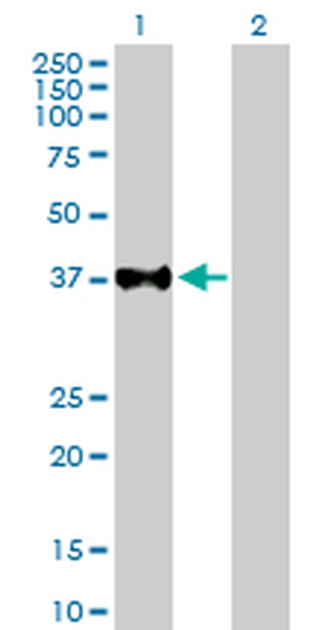 USF2 Antibody in Western Blot (WB)