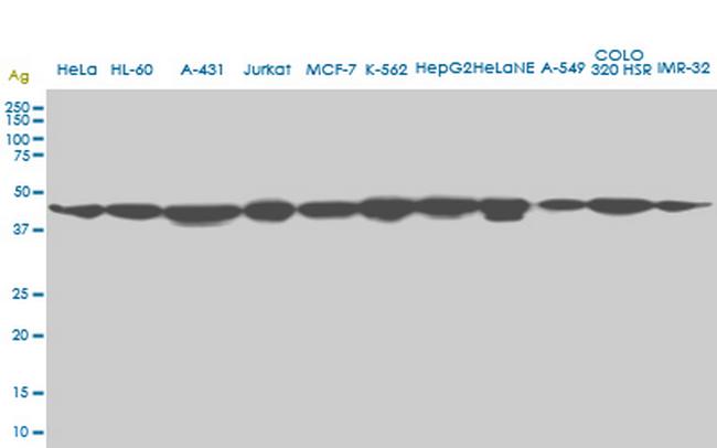 USF2 Antibody in Western Blot (WB)