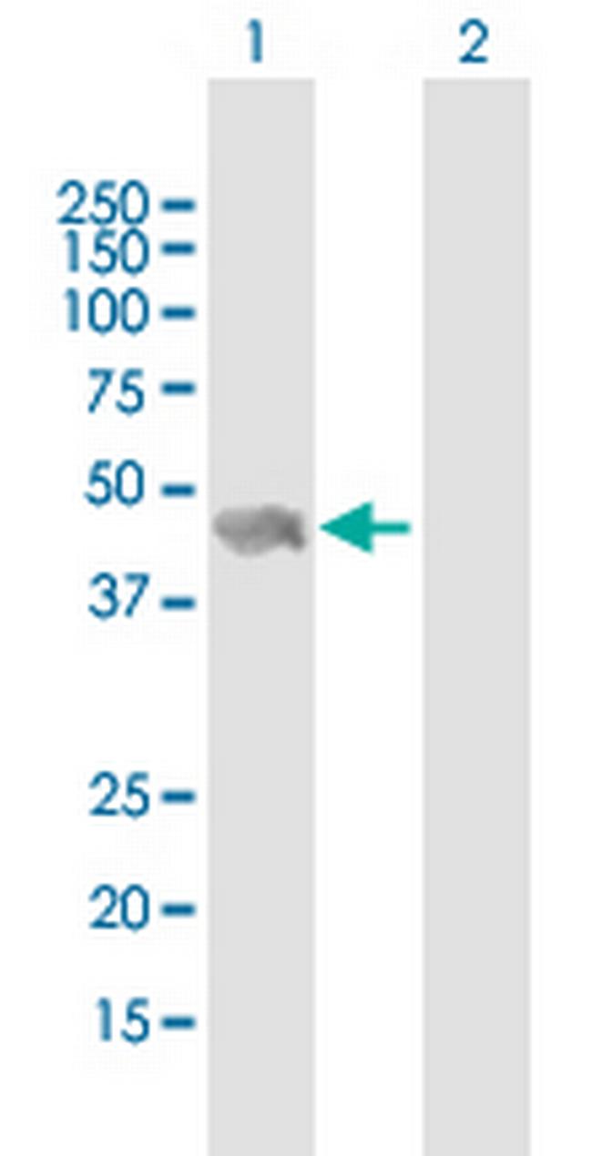 VASP Antibody in Western Blot (WB)