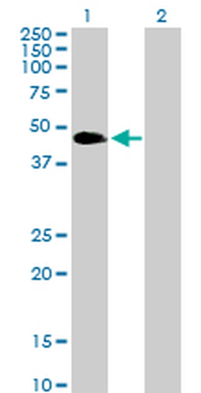VASP Antibody in Western Blot (WB)