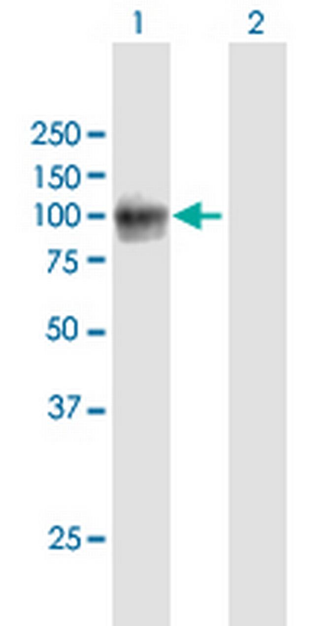 VCAM1 Antibody in Western Blot (WB)
