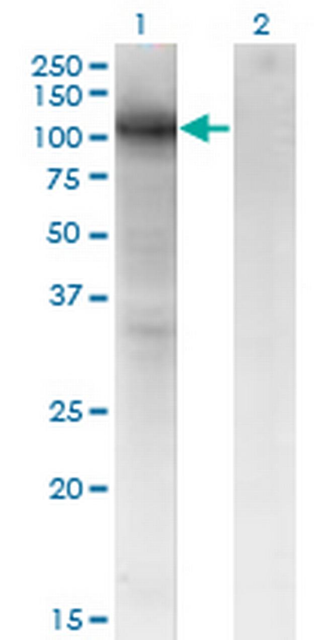 VCAM1 Antibody in Western Blot (WB)