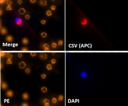 Cell-Surface Vimentin (CSV) Antibody in Immunocytochemistry (ICC/IF)