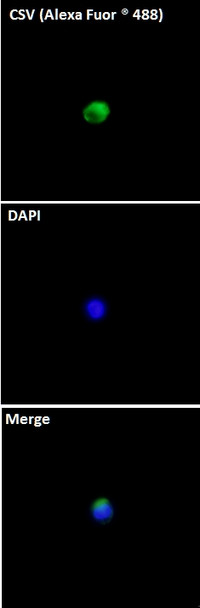 Cell-Surface Vimentin (CSV) Antibody in Immunocytochemistry (ICC/IF)