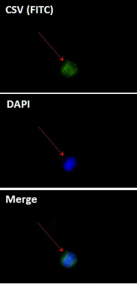 Cell-Surface Vimentin (CSV) Antibody in Immunocytochemistry (ICC/IF)