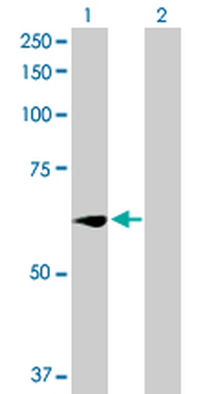 WEE1 Antibody in Western Blot (WB)