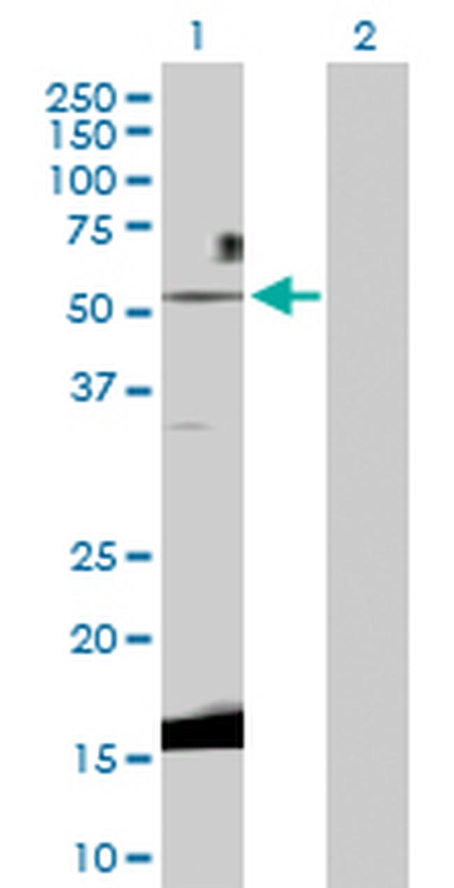 WNT3 Antibody in Western Blot (WB)