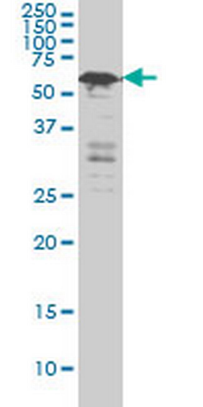 YY1 Antibody in Western Blot (WB)