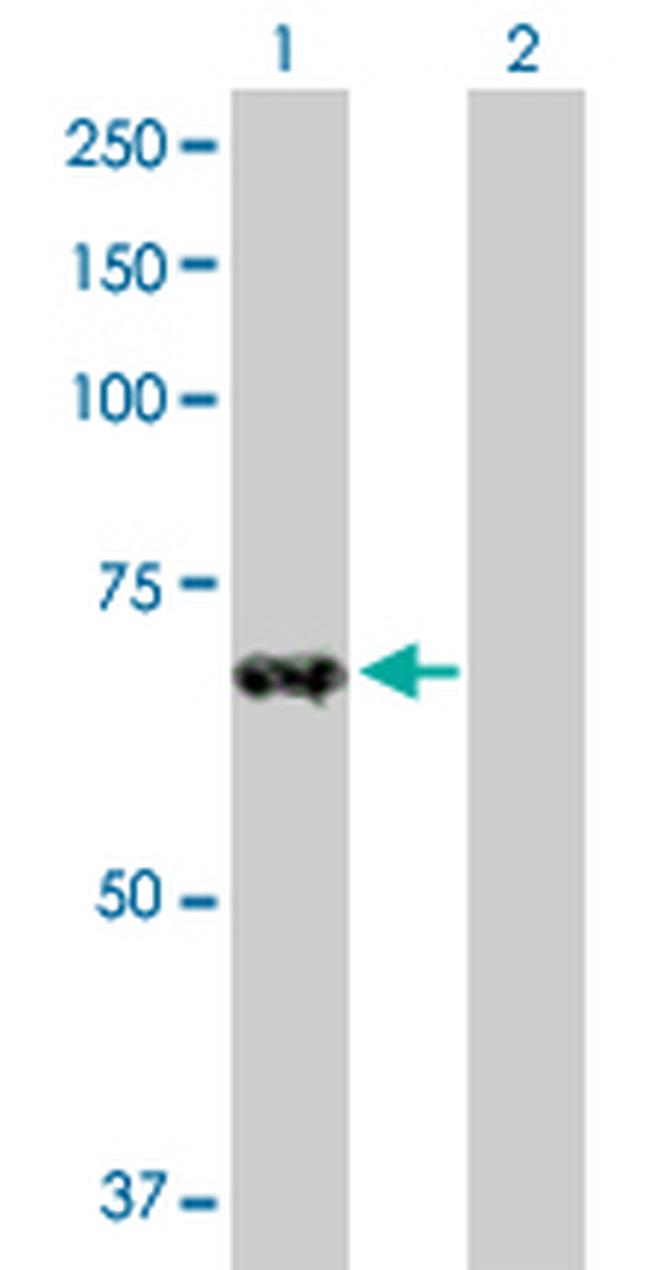 ZNF37A Antibody in Western Blot (WB)