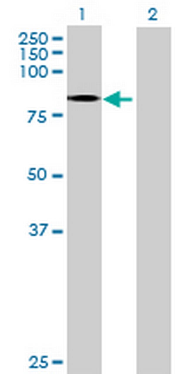 ZNF41 Antibody in Western Blot (WB)