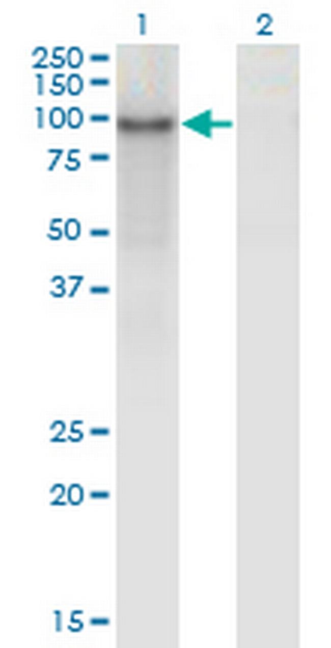 ZNF41 Antibody in Western Blot (WB)
