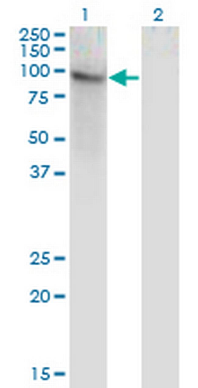 ZNF41 Antibody in Western Blot (WB)