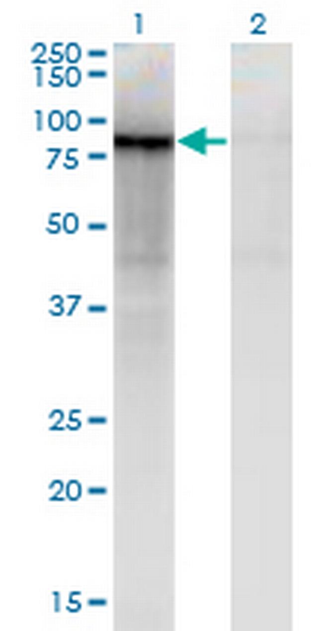 ZNF41 Antibody in Western Blot (WB)