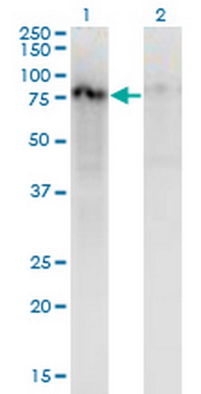 ZNF41 Antibody in Western Blot (WB)