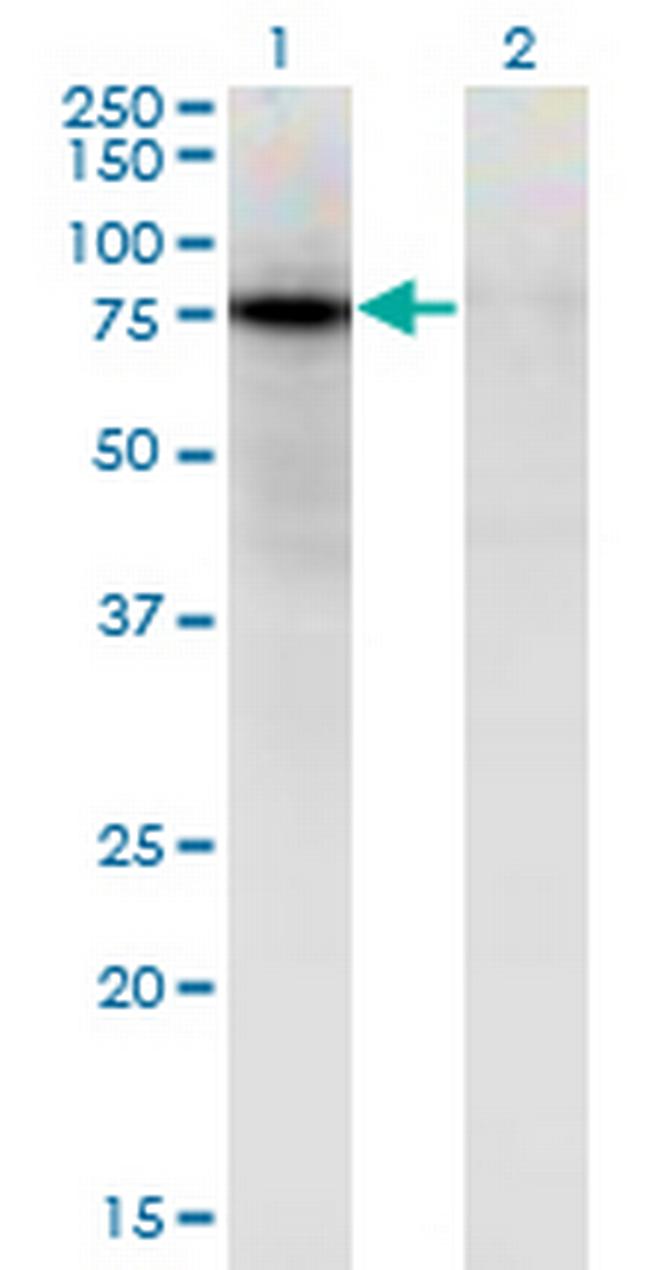 ZNF41 Antibody in Western Blot (WB)