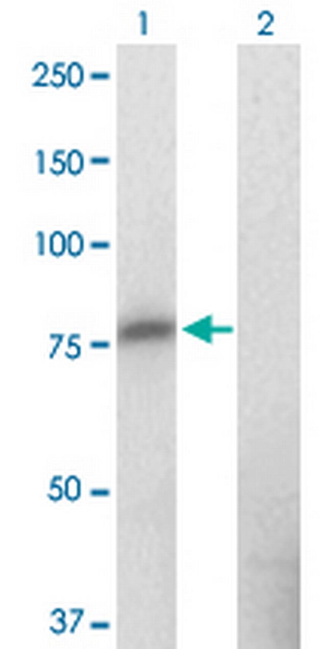 ZNF41 Antibody in Western Blot (WB)