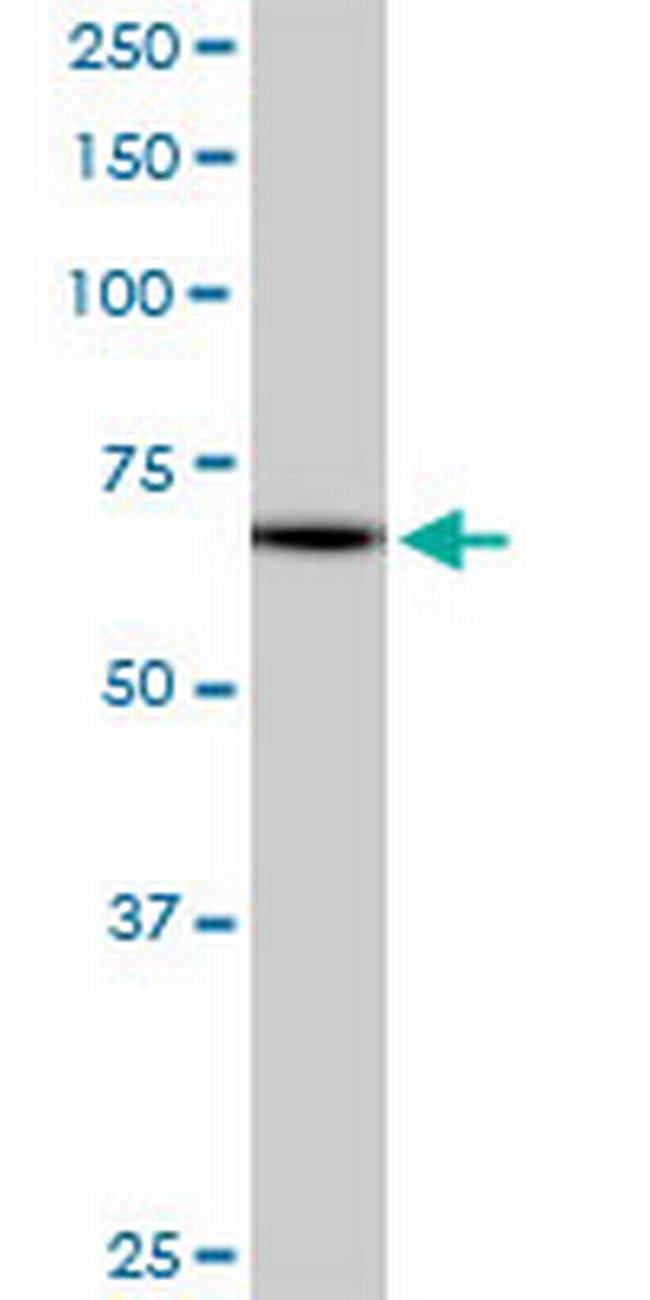 MZF1 Antibody in Western Blot (WB)