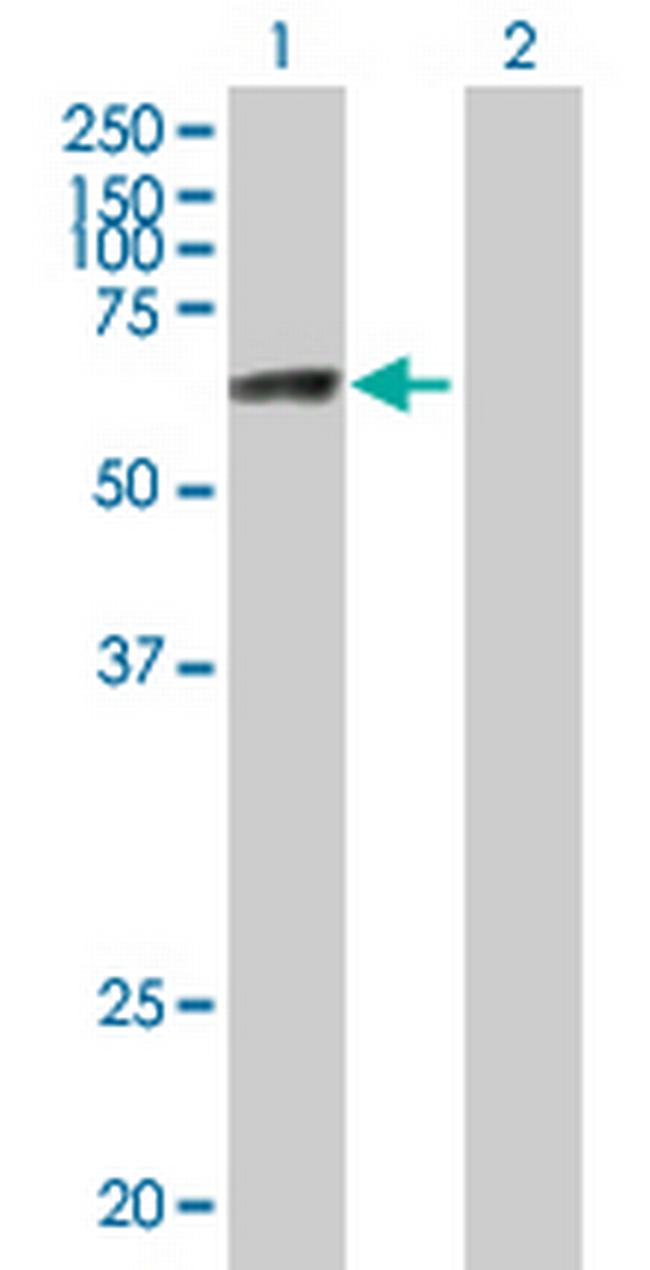 ZNF74 Antibody in Western Blot (WB)