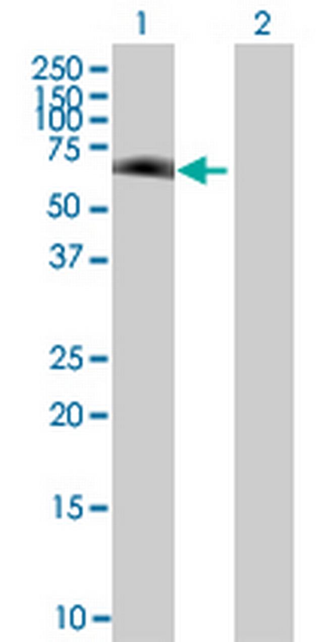 ZNF79 Antibody in Western Blot (WB)