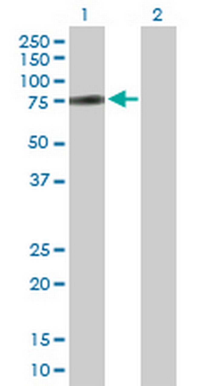 ZNF131 Antibody in Western Blot (WB)