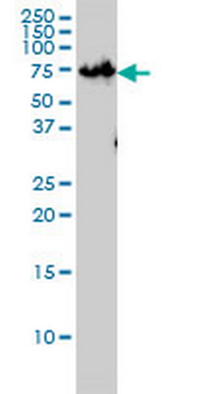 ZNF143 Antibody in Western Blot (WB)