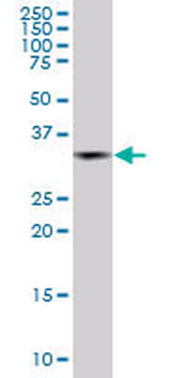 PCGF2 Antibody in Western Blot (WB)