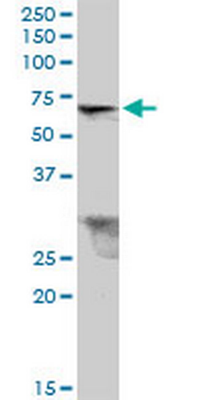 TRIM26 Antibody in Western Blot (WB)