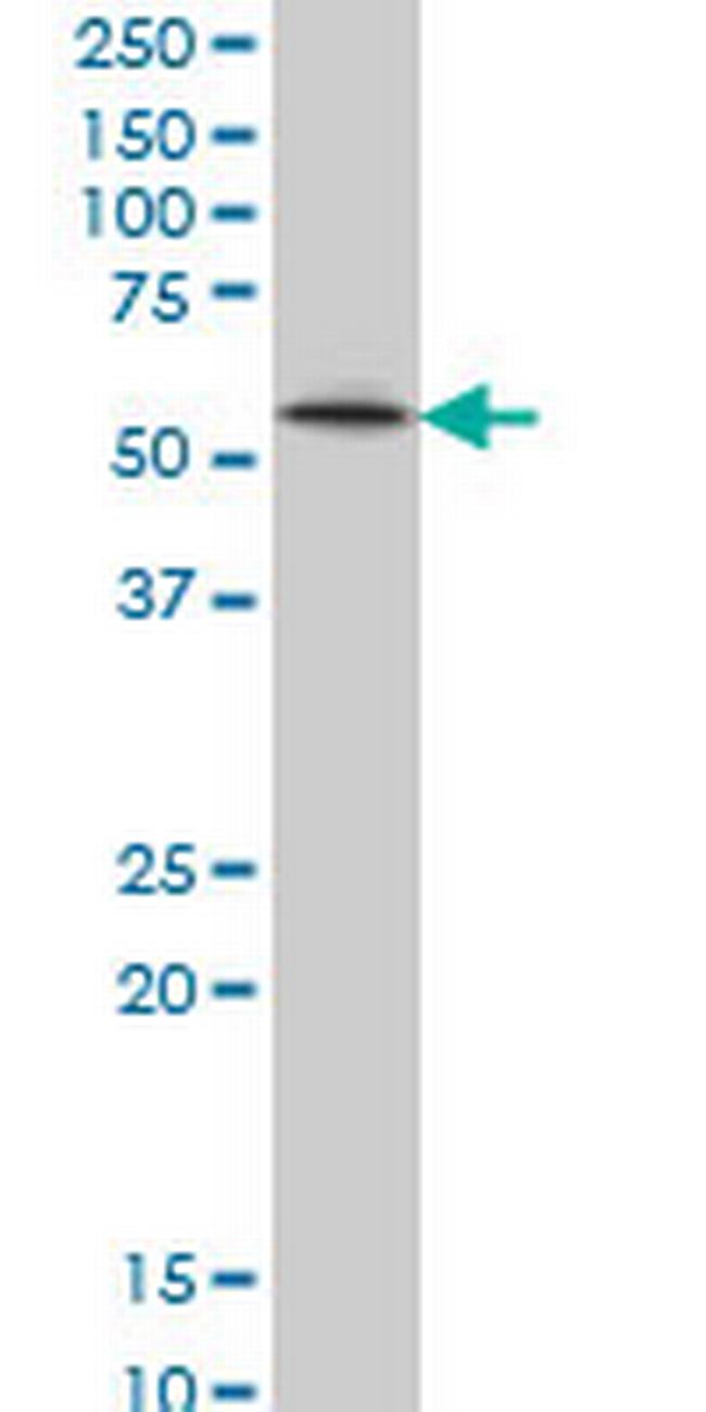 ZNF207 Antibody in Western Blot (WB)