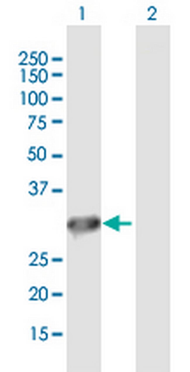 DNALI1 Antibody in Western Blot (WB)