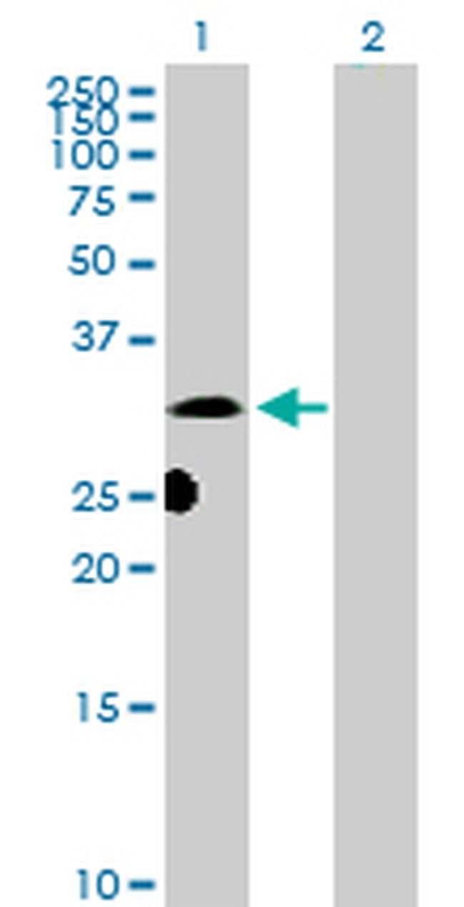 DNALI1 Antibody in Western Blot (WB)