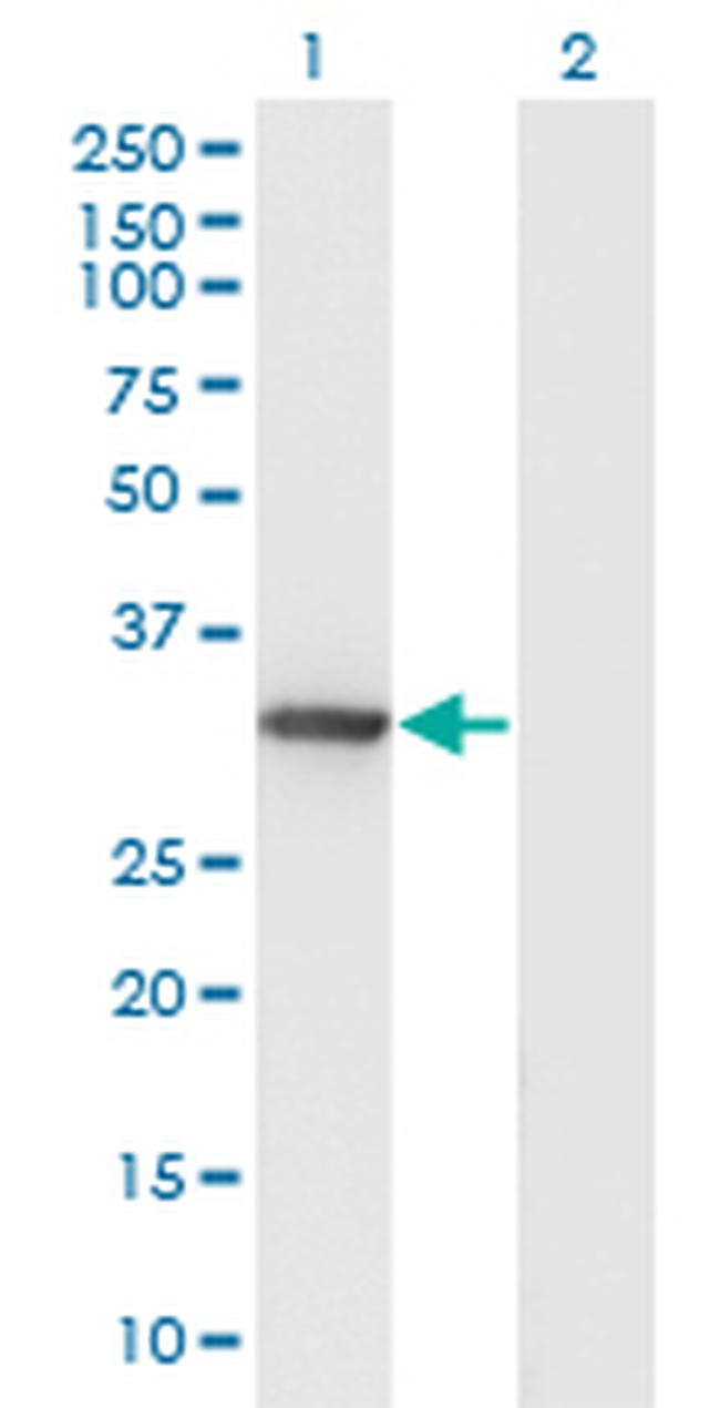 DNALI1 Antibody in Western Blot (WB)