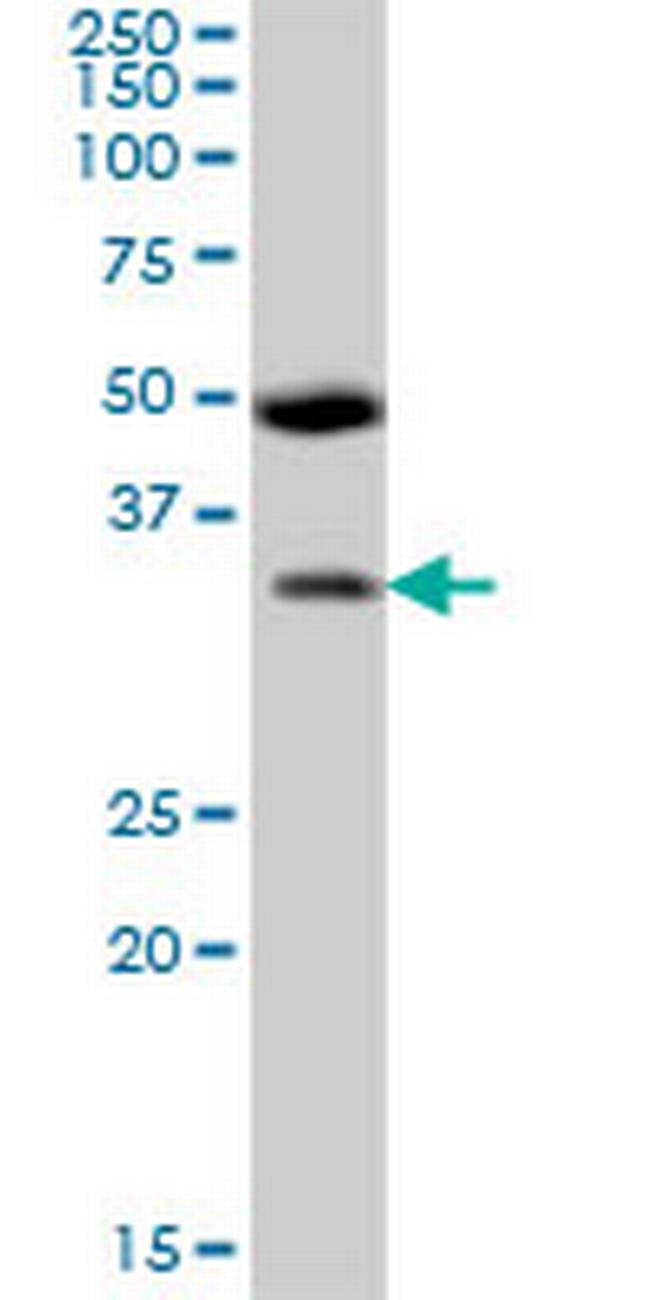 BSND Antibody in Western Blot (WB)