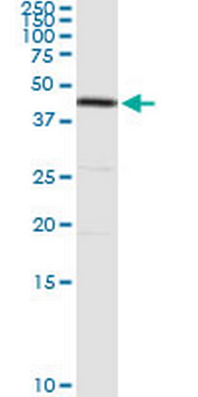 DAP3 Antibody in Western Blot (WB)