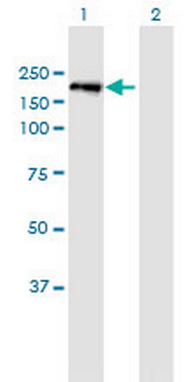 PXDN Antibody in Western Blot (WB)