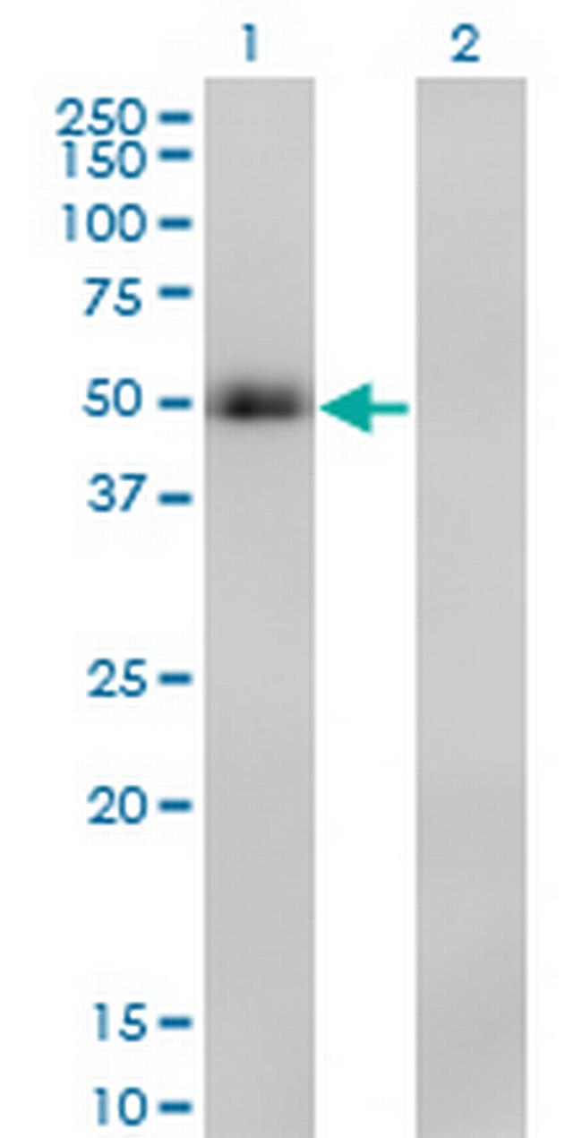 PAX8 Antibody in Western Blot (WB)