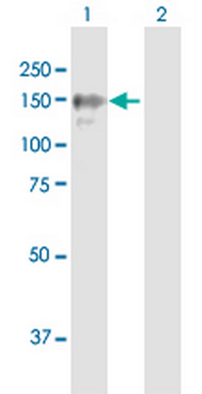 BRPF1 Antibody in Western Blot (WB)