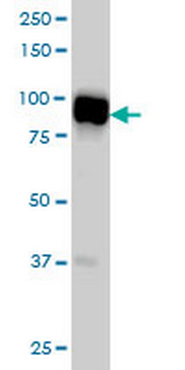 SLMAP Antibody in Western Blot (WB)
