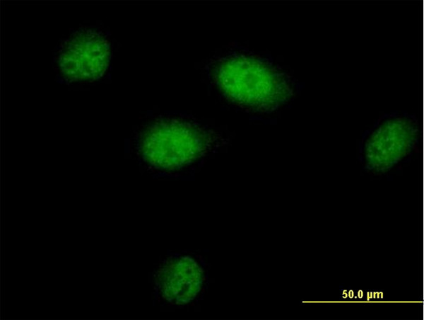 BAT3 Antibody in Immunocytochemistry (ICC/IF)
